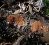 Kleinsporige Kohlenbeere, Foto 6