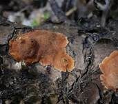 Kleinsporige Kohlenbeere, Foto 9