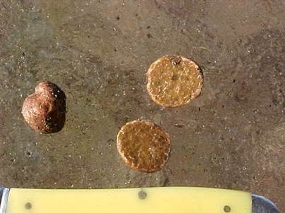 Kleinsporiger Schleimtrüffel, Foto 3