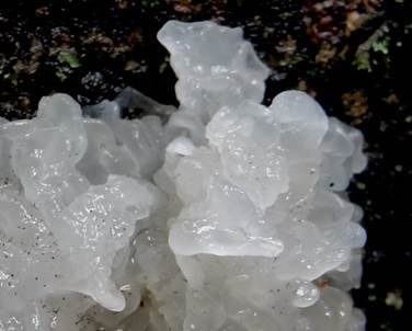 Kleinsporiger Zitterling, Foto 3