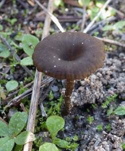 Kleinsporiger Adermoosling, Foto 2