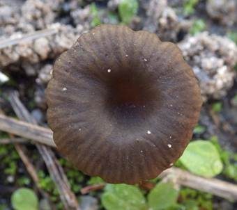 Kleinsporiger Adermoosling, Foto 3