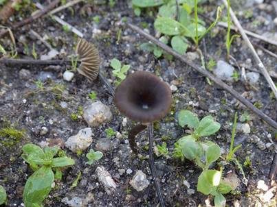 Kleinsporiger Adermoosling, Foto 4