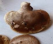 Birkenporling, Foto 27
