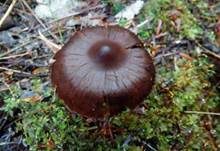 Kleinsporiger Erlenwasserkopf, Foto 5