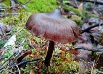 Kleinsporiger Erlenwasserkopf, Foto 6