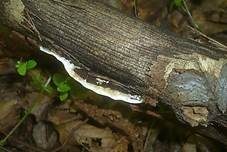 Kleinsporiger Knorpelporling, Foto 12