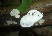 Kleinsporiger Knorpelporling, Foto 15