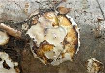Kleinsporiger Knorpelporling, Foto 7