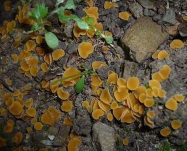 Kleinsporiger Orangebecherling, Foto 2