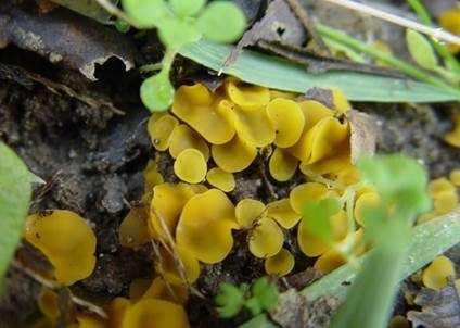 Kleinsporiger Orangebecherling, Foto 3