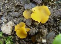 Kleinsporiger Orangebecherling, Foto 5