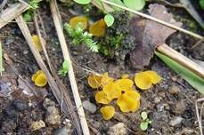 Kleinsporiger Orangebecherling, Foto 7