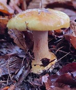 Kleinsporiger Pracht-Klumpfuß, Foto 2