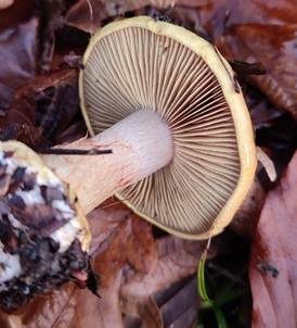 Kleinsporiger Pracht-Klumpfuß, Foto 4