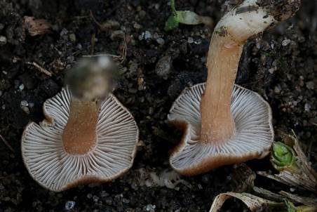 Kleinsporiger Risspilz, Foto 4