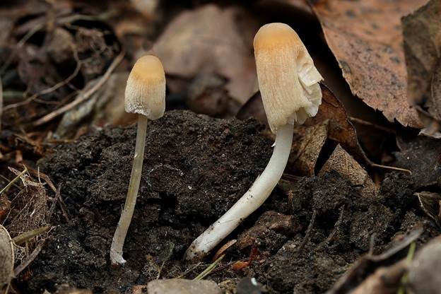 Kleinsporiger Scheibchentintling, Foto 2