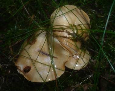 Kleinsporiger Schleimkopf, Foto 3