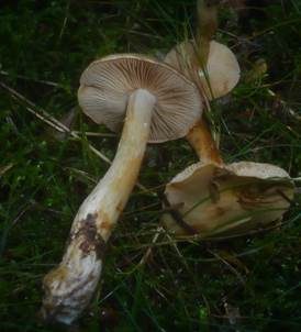 Kleinsporiger Schleimkopf, Foto 4