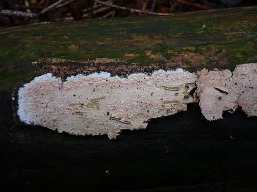Kleinsporiger Wachsrindenpilz, Foto 2