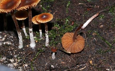 Kleinster Häubling, Foto 4