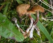 Kleinster Häubling, Foto 5