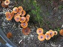 Kleinster Häubling, Foto 7