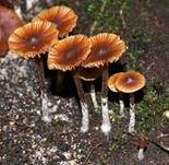 Kleinster Häubling, Foto 8