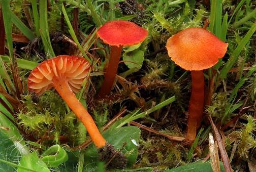 Knoblauchsaftling, Foto 2