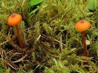 Knoblauchsaftling, Foto 13