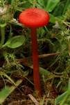 Knoblauchsaftling, Foto 14