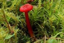 Knoblauchsaftling, Foto 15