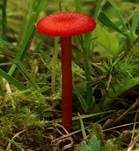 Knoblauchsaftling, Foto 18