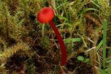 Knoblauchsaftling, Foto 19
