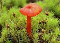 Knoblauchsaftling, Foto 21