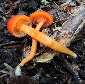 Knoblauchsaftling, Foto 4