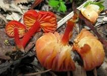 Knoblauchsaftling, Foto 6