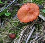 Knoblauchsaftling, Foto 7