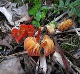 Knoblauchsaftling, Foto 9