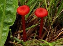 Knoblauchsaftling, Foto 10