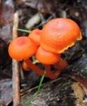Knoblauchsaftling, Foto 11