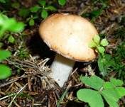 Knolliger Schleierritterling, Foto 21