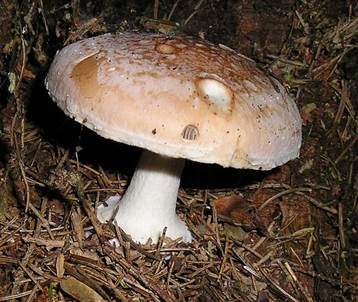 Knolliger Schleierritterling, Foto 4
