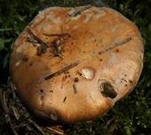 Knolliger Schleierritterling, Foto 9