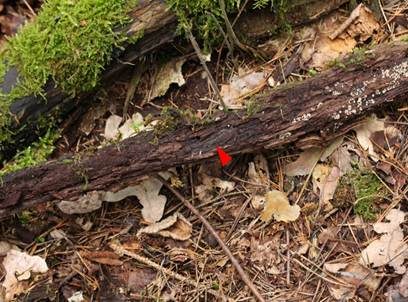 Knopfbechervortäuschendes Hyalinbecherchen, Foto 4
