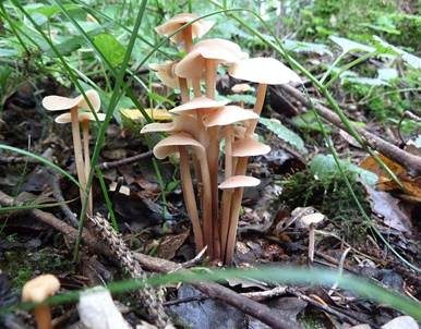 Knopfstieliger Rübling, Foto 2
