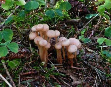 Knopfstieliger Rübling, Foto 3