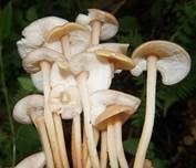 Knopfstieliger Rübling, Foto 12