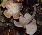 Knopfstieliger Rübling, Foto 14