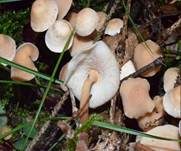 Knopfstieliger Rübling, Foto 15